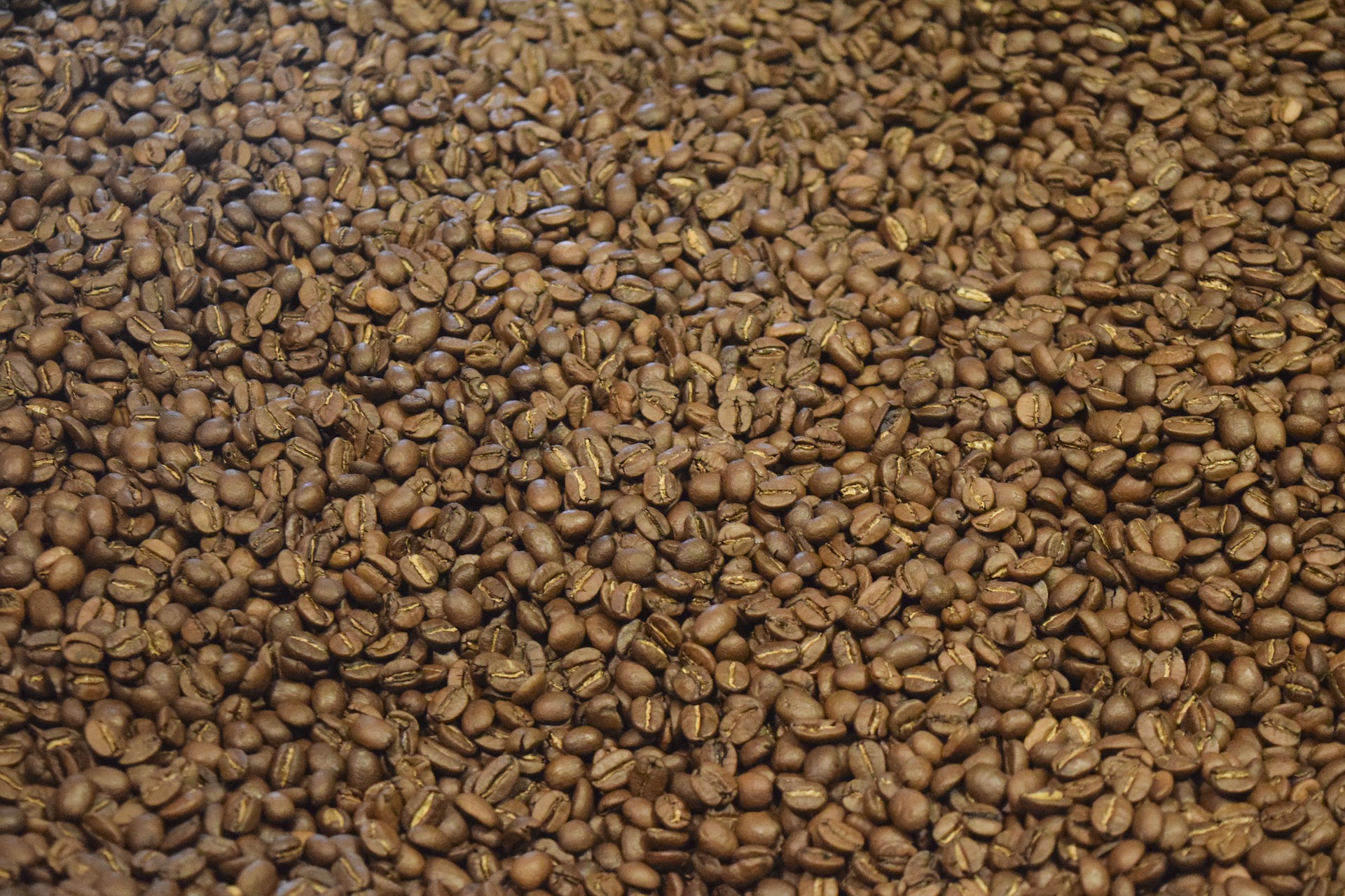 Freshly harvested organic coffee beans